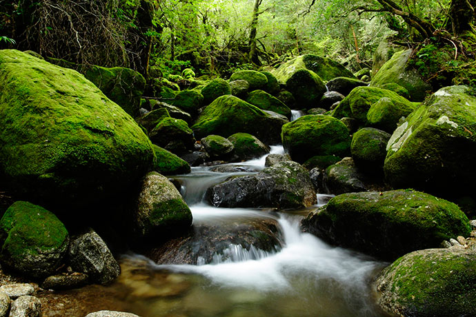 1503_yakushima_05.jpg